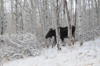 Moose in the Aspen trees in Town of Brighton