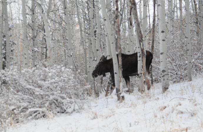 Moose in the Aspen trees in Town of Brighton